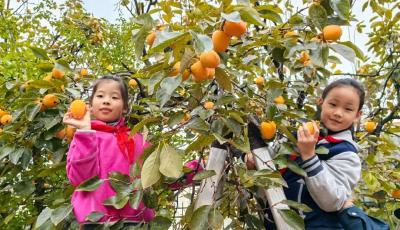 青岛天山小学第十二届柿子节暨东西协作交流周举办