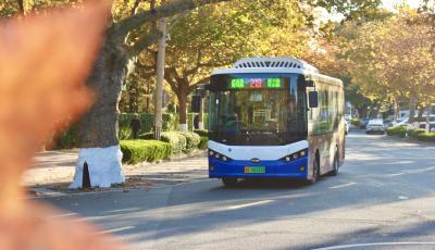 “赏秋专列”一元直达！青岛219路公交载您赏八大关最美秋景