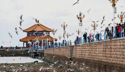 鷗遇青島！這場跨越31年的冬日約會，邀你赴約