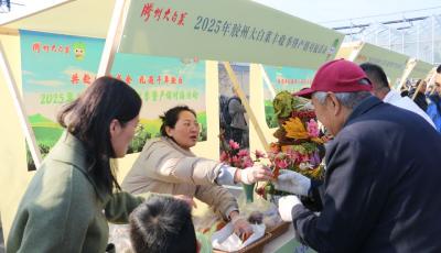 小蔬菜撬動(dòng)大產(chǎn)業(yè) 膠州大白菜產(chǎn)銷對(duì)接助農(nóng)增收