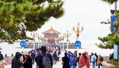 2025青岛海鸥季：十万海鸥“引航”冬游热潮 