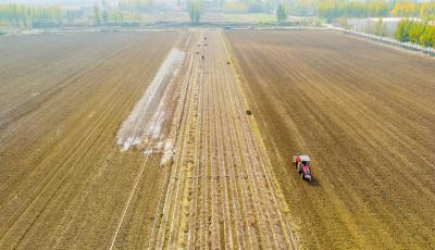 青島市冬小麥大面積播種基本結(jié)束