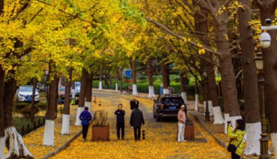 落叶不扫，秋意不散！今年青岛这55条道路（区域）继续“落叶缓扫”
