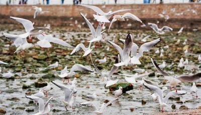 琴嶼新觀丨從“橘子海”到“追鷗逐浪” 央視點贊青島海洋旅游