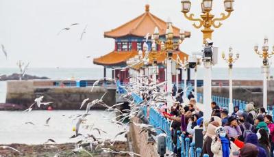 2025第二届青岛海鸥季盛大启幕，开启一场跨越冬春的宠粉行动