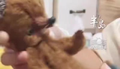 青岛“宝爸”为女儿缝制玩偶，结果作品“出圈”又“出海”