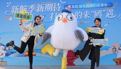 打飛的赴“鷗”遇 青島海鷗季奏響冬日文旅交響曲