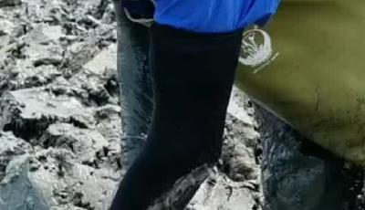 粒粒皆辛苦！渔民泥里挖蛏子，一天上岸过千斤