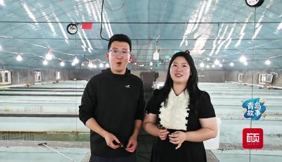 青岛00后情侣返乡创业养海马