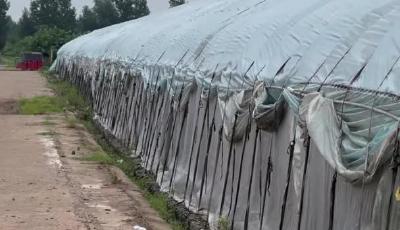 十年只为金种子，放下钢枪扛起锄头带领大家共同致富，成功需要给努力一点时间