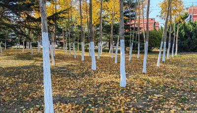 綠化養(yǎng)護(hù)正當(dāng)時(shí)，不負(fù)冬日好時(shí)機(jī)