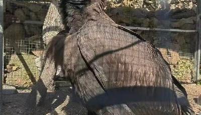 專為禿鷲建“生命檔案”，青島為這只珍稀候鳥戴“證”護航