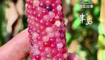 “花生博士”开玉米“盲盒”，试验田寻宝“哇”声一片