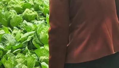 移风店的“双骄”致富密码，初中毕业的她用蔬菜书写致富新篇