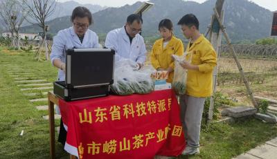 青岛市农安中心牵头科技特派员产业服务团助力崂山茶产业升级‌