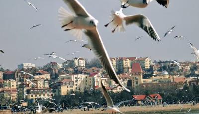 海鷗來了，青島變身“最浪漫冬日攝影棚”