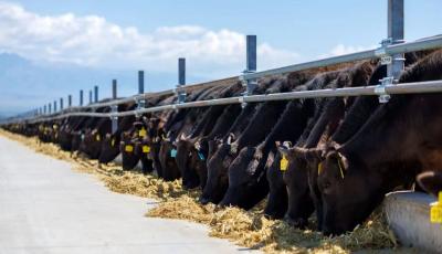 青島市率先布局建設“新質(zhì)牧場” 肉蛋奶總產(chǎn)量創(chuàng)歷史新高