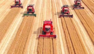 一寸良田一寸金 青島綠色增糧鋪就農(nóng)戶增收致富路