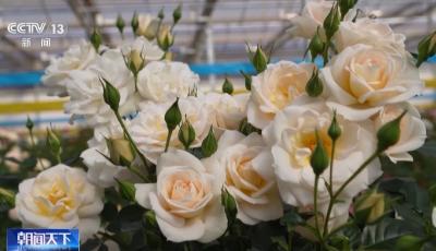 “太空月季”回來了！首批航天誘變月季種子交付南陽