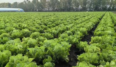 “膠州大白菜栽培系統(tǒng)”入圍全國重要農(nóng)業(yè)文化遺產(chǎn)候選項目