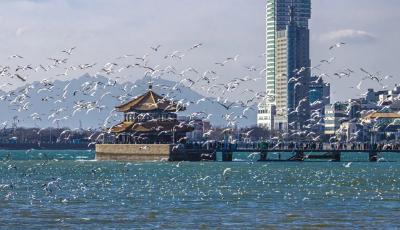 山海有情 青島有請——來自青島的新春邀約