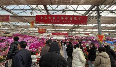 探路·新賽道 | 年宵花引領(lǐng)“精致園藝”新經(jīng)濟(jì)，青島年味“花”樣上新