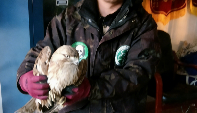 青岛城阳警民接力救助受伤大鵟