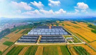 青農(nóng)快評 | 實干強(qiáng)農(nóng)啟新局 青島“五提五優(yōu)”筑牢鄉(xiāng)村振興硬支撐