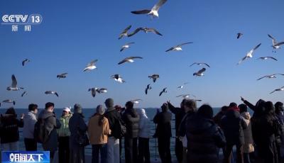 视频丨青岛靠一片海 让当地文旅一票难求