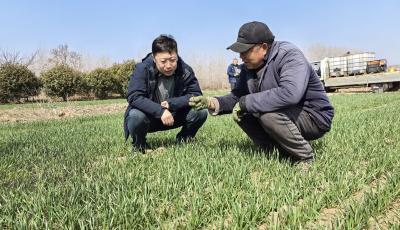 備足春耕“綠色糧草”！青島市供銷社累計(jì)儲(chǔ)備化肥1.3萬余噸