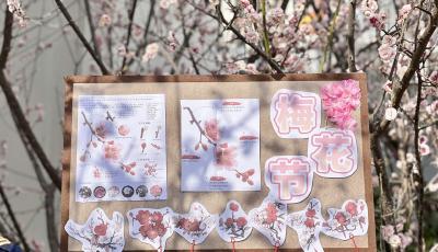 直通十梅庵景区 青岛364路公交开通“赏梅专线”