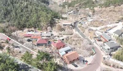 一路通途赴櫻約 青島公路護航大嶗櫻桃谷賞花季