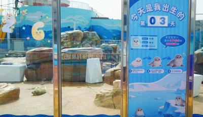 零距離見證斑海豹誕生！青島極地海洋公園斑海豹萌寶降生