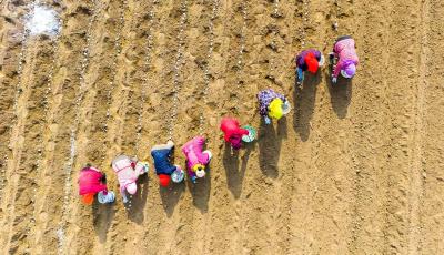 膠州10萬畝馬鈴薯春播正當(dāng)時