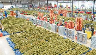 中國繼續(xù)穩(wěn)居越南第一大果蔬出口市場