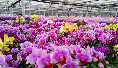 赴共富之約！青島常態化精準幫扶推動鄉村產業提質、農民增收