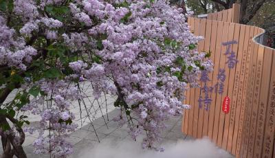 百年丁香綻芳華 青春如詩啟新篇——2026“百年丁香詩會”系列文化活動啟幕