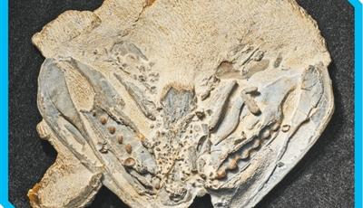 從魚(yú)到人，藏著我們的身世之謎