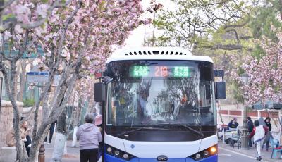 花香伴旅途 青島市北巴士219路賞花專線上線