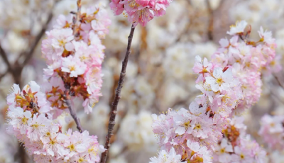 “嶗山春日·48小時逃離計劃”邀您共赴春日山海之約 2026“春色嶗山”文旅休閑季正式啟幕