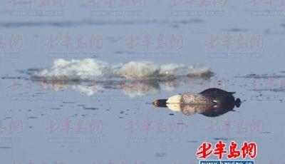 墨水河濕地赤麻鴨也在哭泣 由20多只銳減為3只