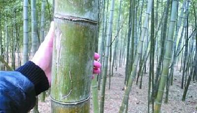 嶗山47年產(chǎn)下7萬海青竹筍 打造成片竹海