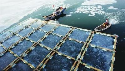 紅石崖畔百丈冰厚達5厘米 鮑魚活活凍死