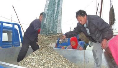 紅島蛤蜊節(jié)本周六開幕