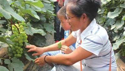 萊西葡萄王的致富夢