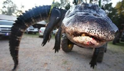 居民捕到一千余磅重巨鱷 號稱“河中怪獸”